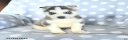 Siberian Husky dogs for sale: Radar - Ad 1