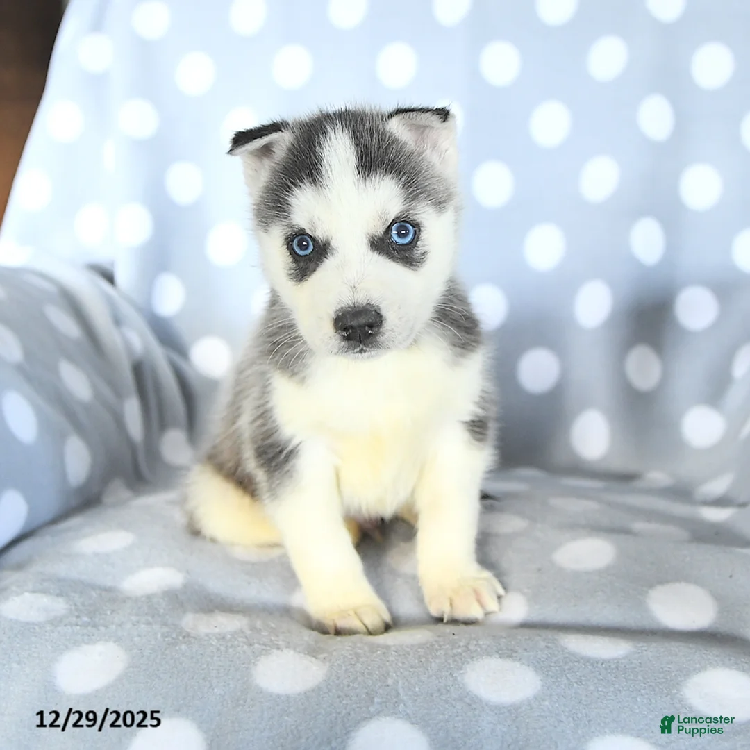 Siberian Husky dogs for sale: Radar - Ad 6