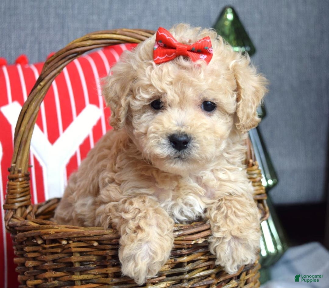 Miniature Poodle dogs for sale: Snowflake  - Ad 5