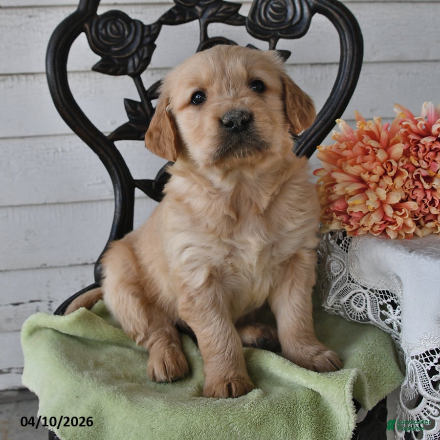 Golden Retriever dogs Cloyd - Ad 1
