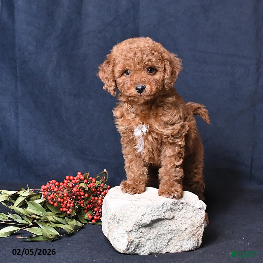 Miniature Poodle dogs for sale: Oakley - Ad 4