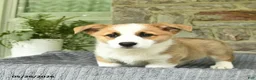 Welsh Corgi Pembroke dogs for sale: Pluto  - Ad 2