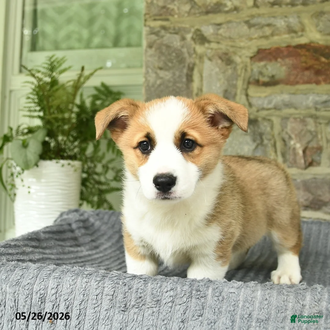 Welsh Corgi Pembroke dogs for sale: Pluto  - Ad 2