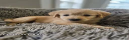 Goldendoodle dogs for sale: Goldendoodle Puppy 6 - Ad 1