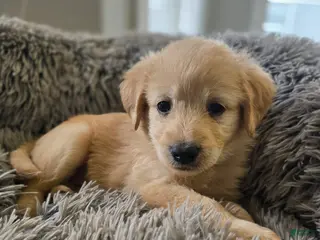 Goldendoodle dogs Goldendoodle Puppy 6 - Ad 23