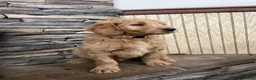 Goldendoodle dogs for sale: Caz - Ad 2