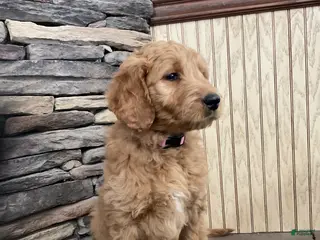 Goldendoodle dogs Caz - Ad 33