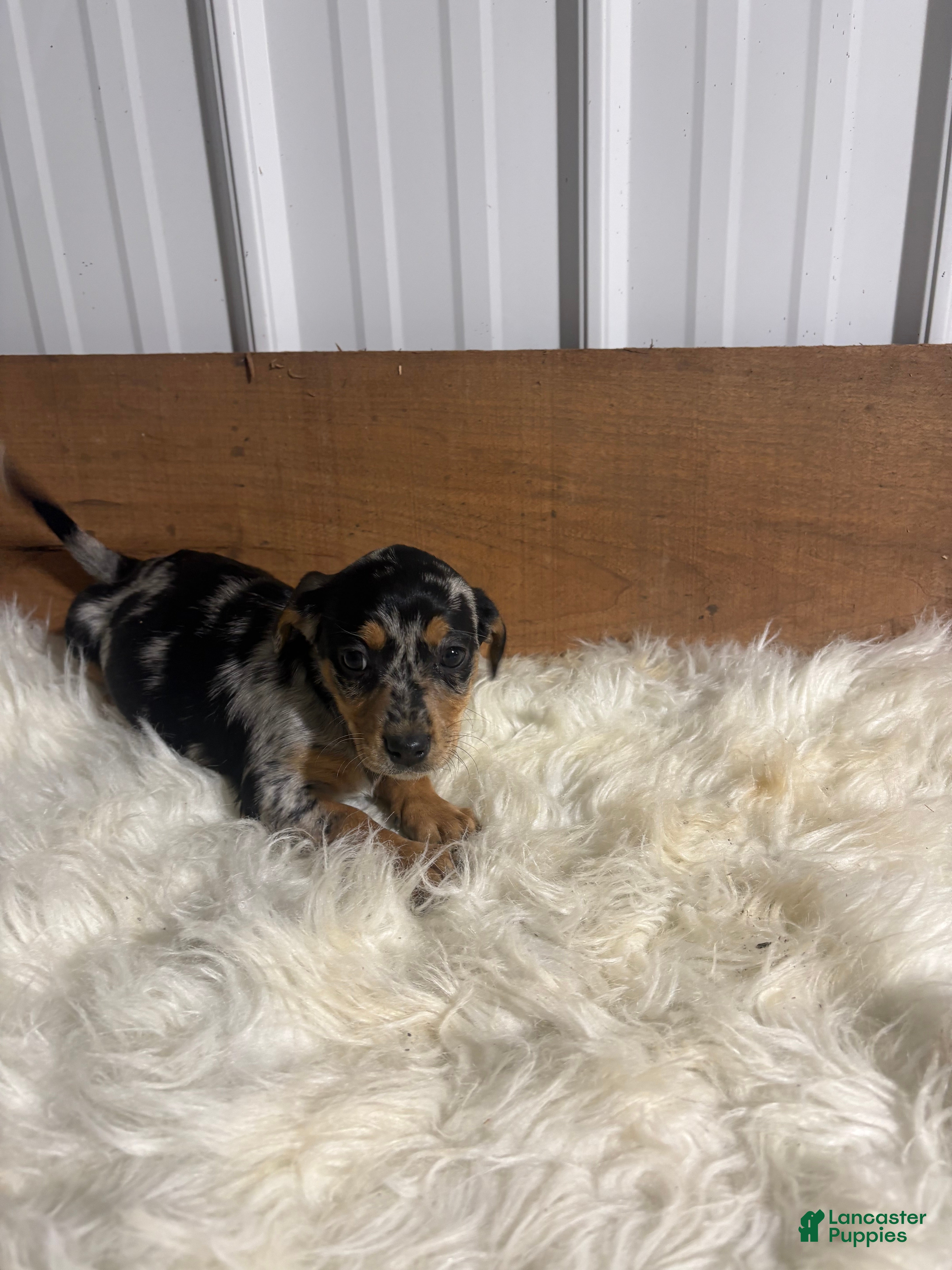 Mixed Breed dogs Mixed Breed Puppy 3 - Ad 18