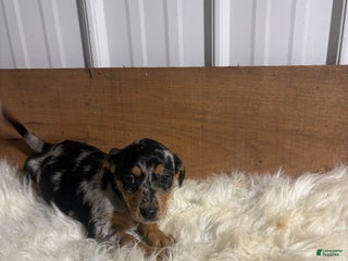 Mixed Breed dogs Mixed Breed Puppy 3 - Ad 16