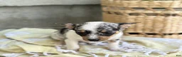 Chihuahua dogs for sale: Rosie - Ad 12