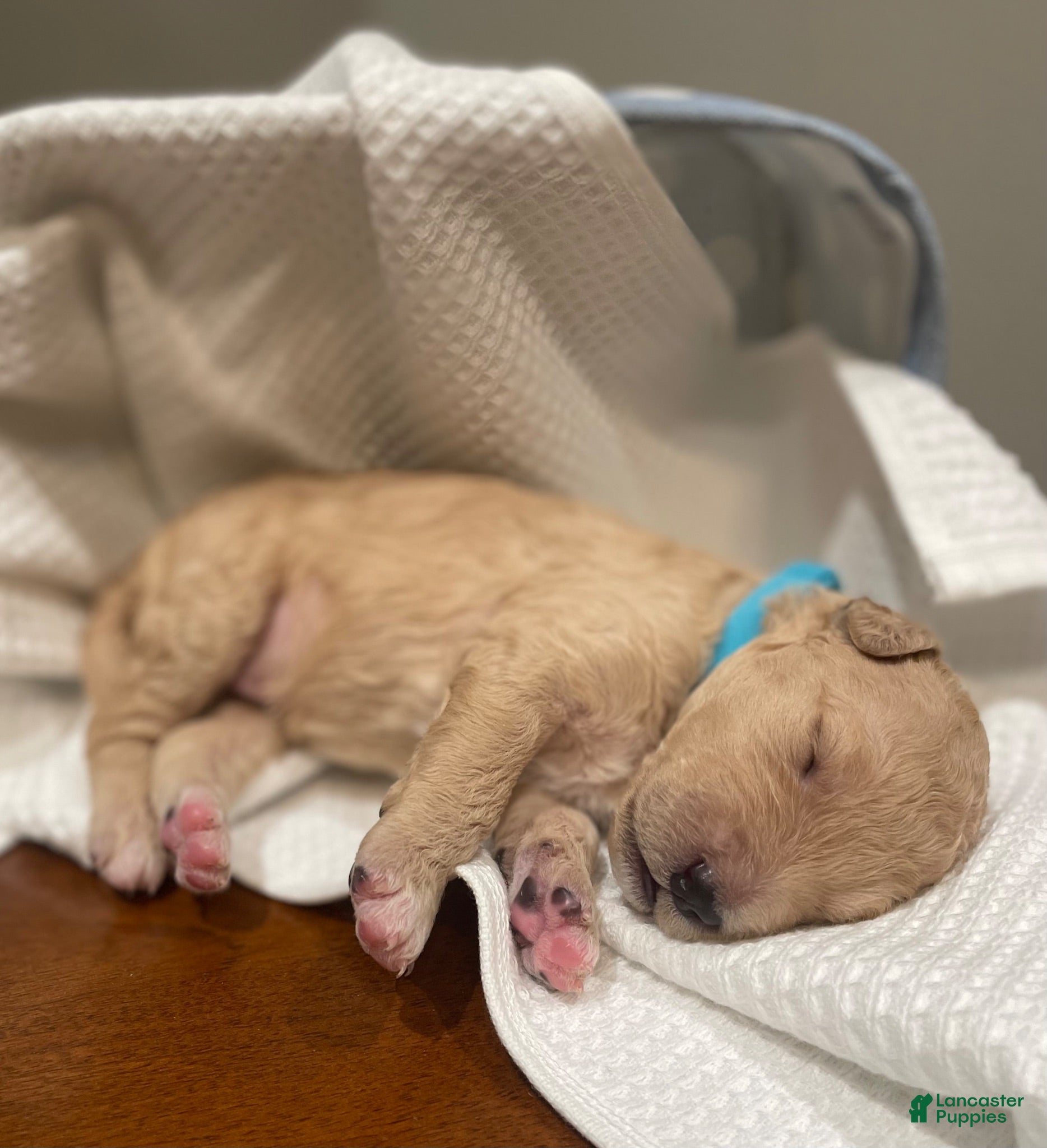 Goldendoodle dogs Goldendoodle 3 - Ad 31