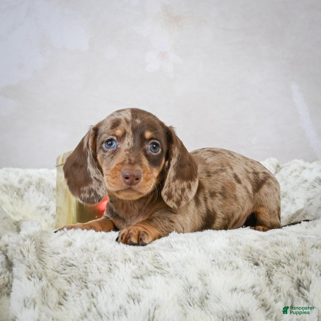 Miniature Dachshund dogs for sale: Elenore - Ad 5
