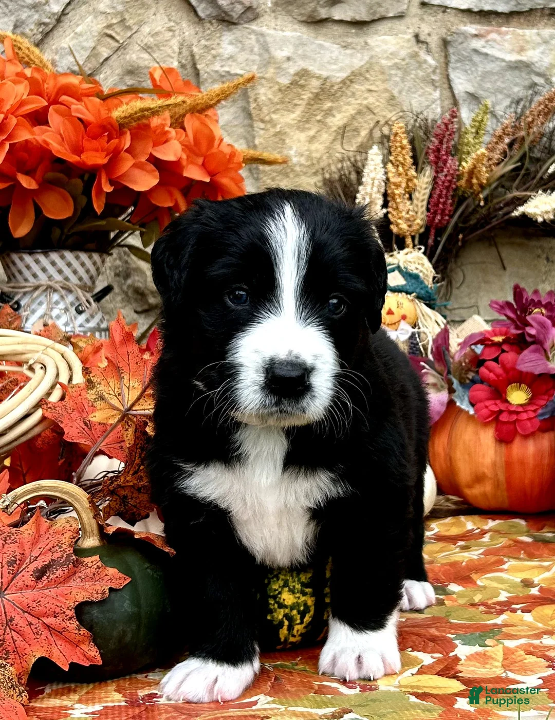 Mixed Breed dogs for sale: Millie - Ad 1