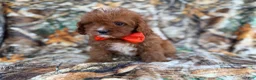 Cavapoo dogs for sale: Lucky - Ad 8