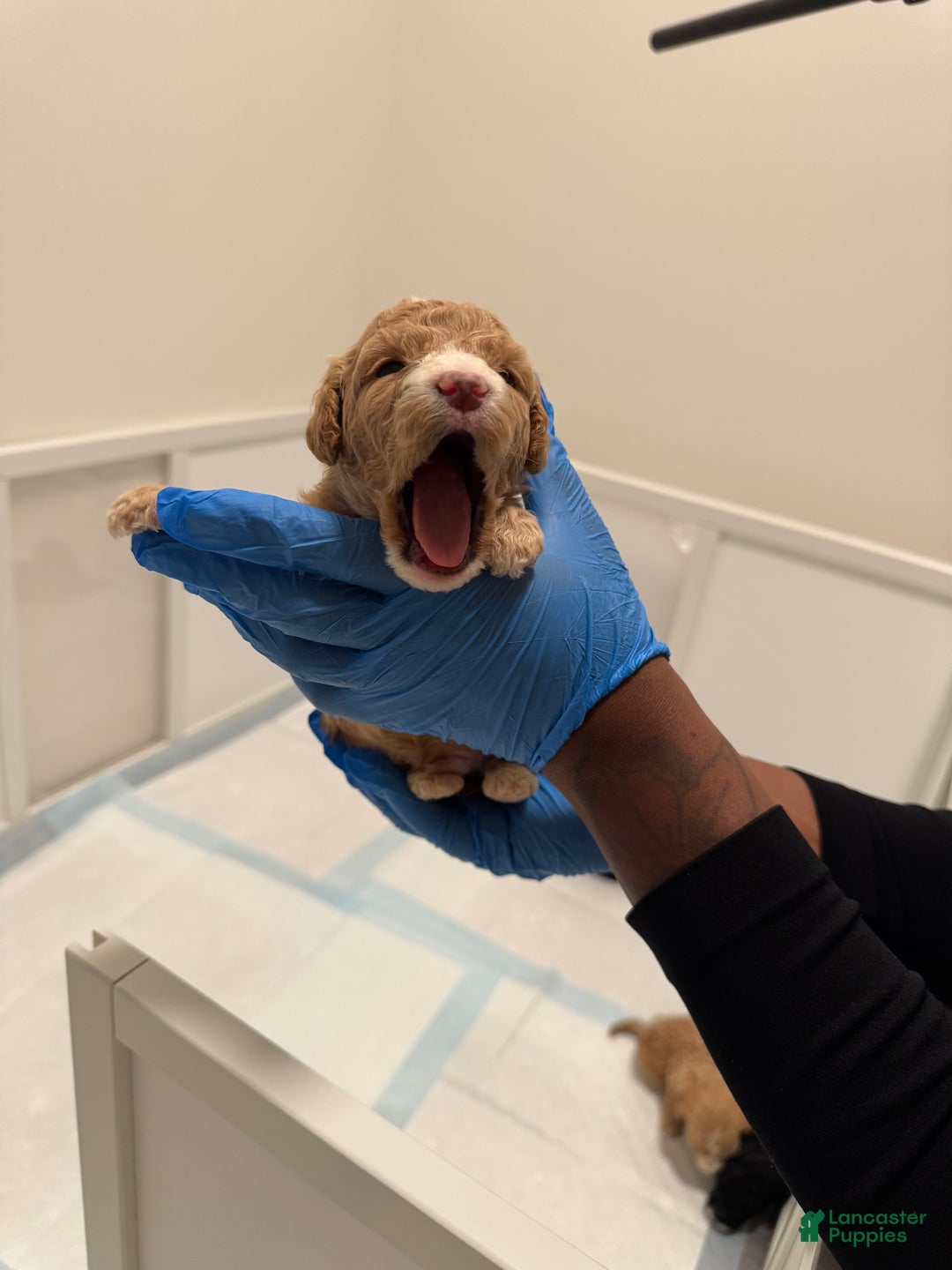 Mini Goldendoodle dogs for sale: Mini Goldendoodle ‘Lennox’  - Ad 2