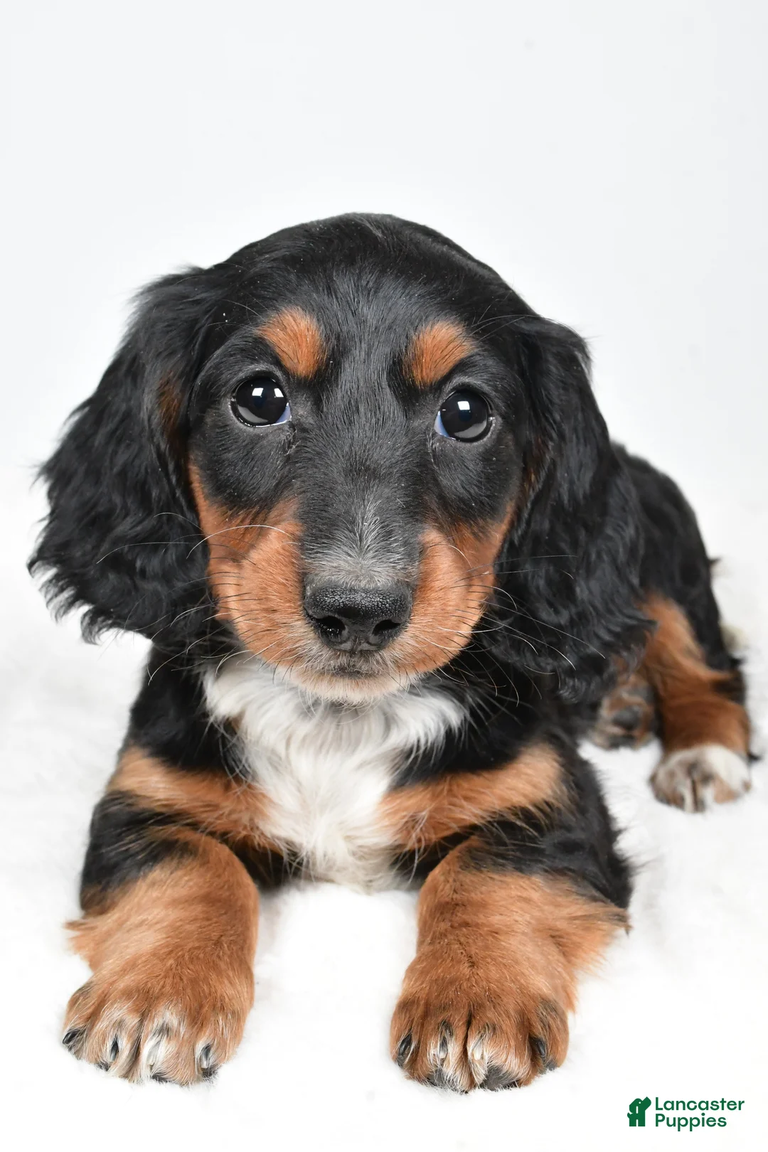 Dachshund dogs for sale: Beau - Ad 6