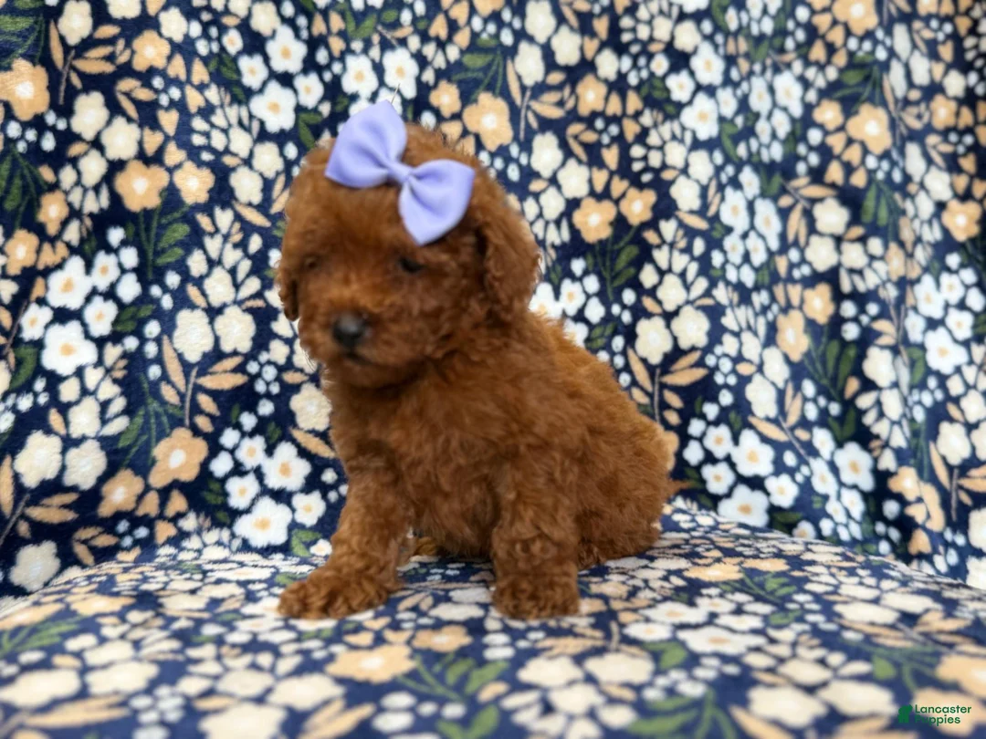 Mini Goldendoodle dogs for sale: Sasha - Ad 2