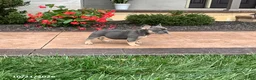 French Bulldog dogs for sale: Quinn - Ad 3