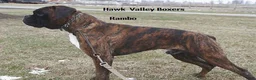 Boxer dogs for sale: Goldie- Champ lines - Ad 4