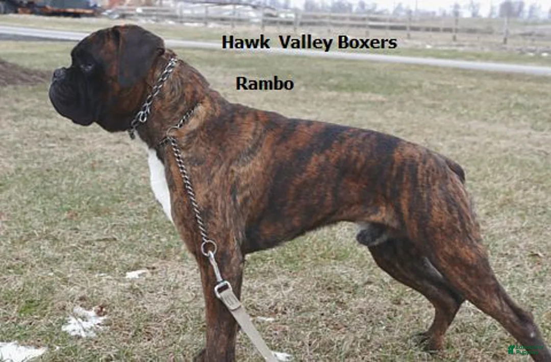 Boxer dogs for sale: Goldie- Champ lines - Ad 4