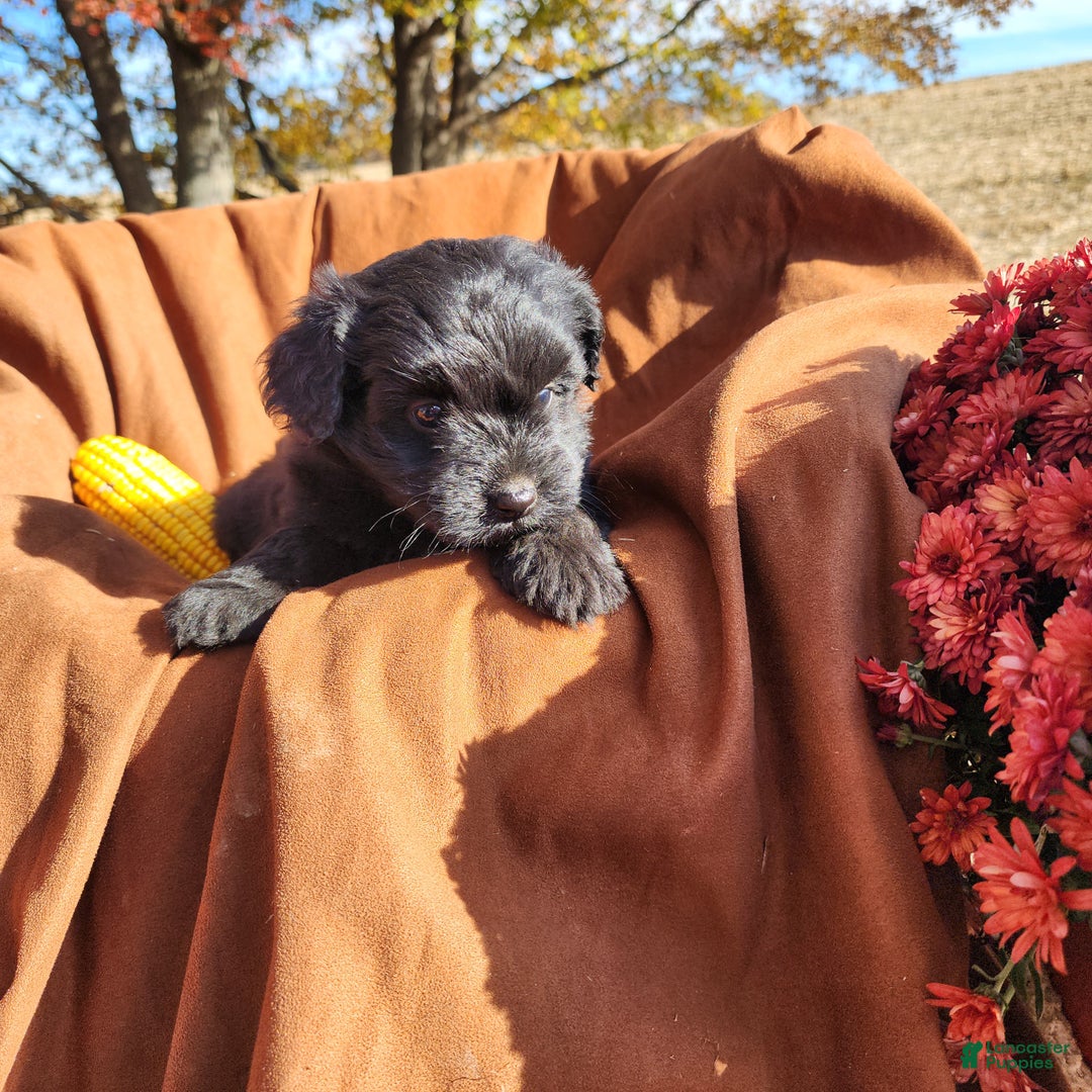Pomapoo dogs for sale: Willard  - Ad 4
