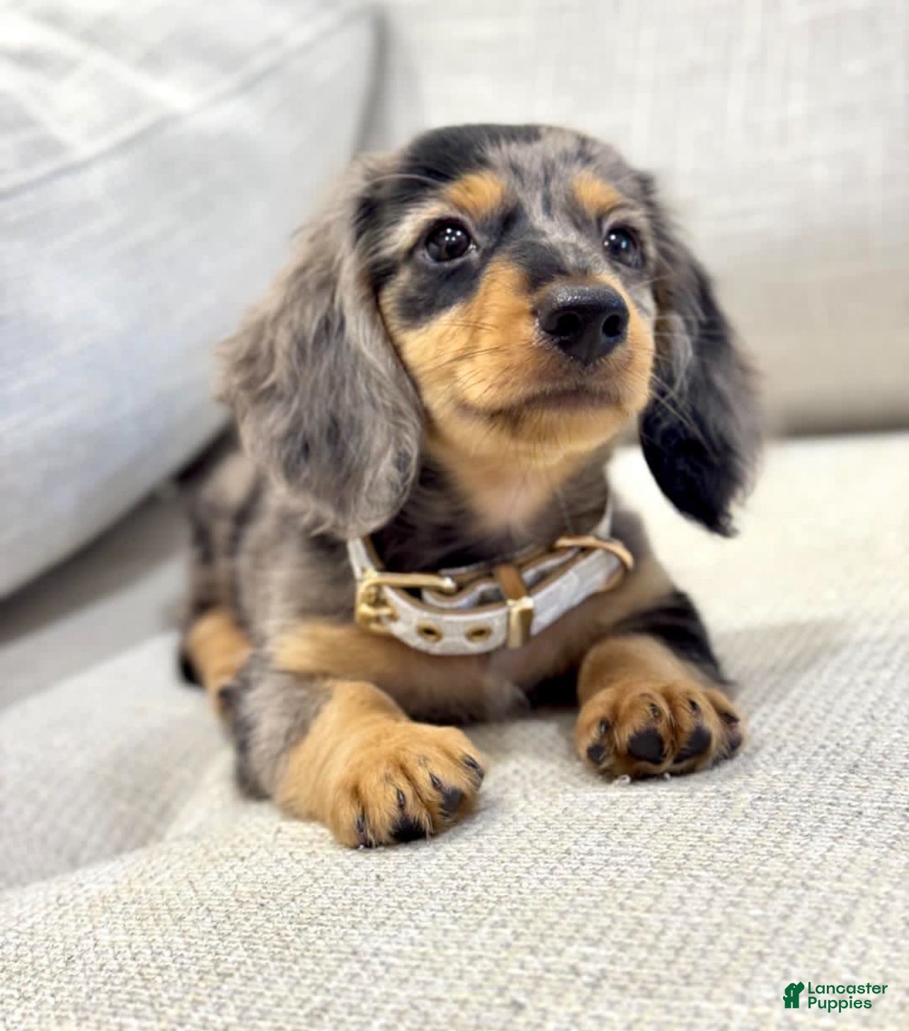 Dachshund dogs Dachshund Puppy 3 - Ad 25