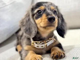 Dachshund dogs Dachshund Puppy 3 - Ad 25