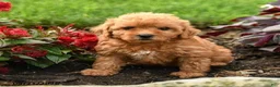 Miniature Labradoodle dogs for sale: Pansy - Ad 3