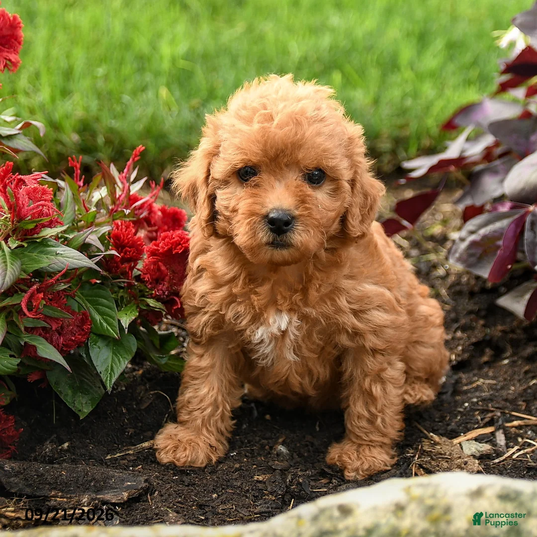 Miniature Labradoodle dogs for sale: Pansy - Ad 3