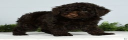 Miniature Poodle dogs for sale: Jinger - Ad 6