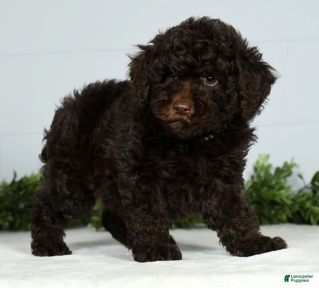 Miniature Poodle dogs for sale: Jinger - Ad 6