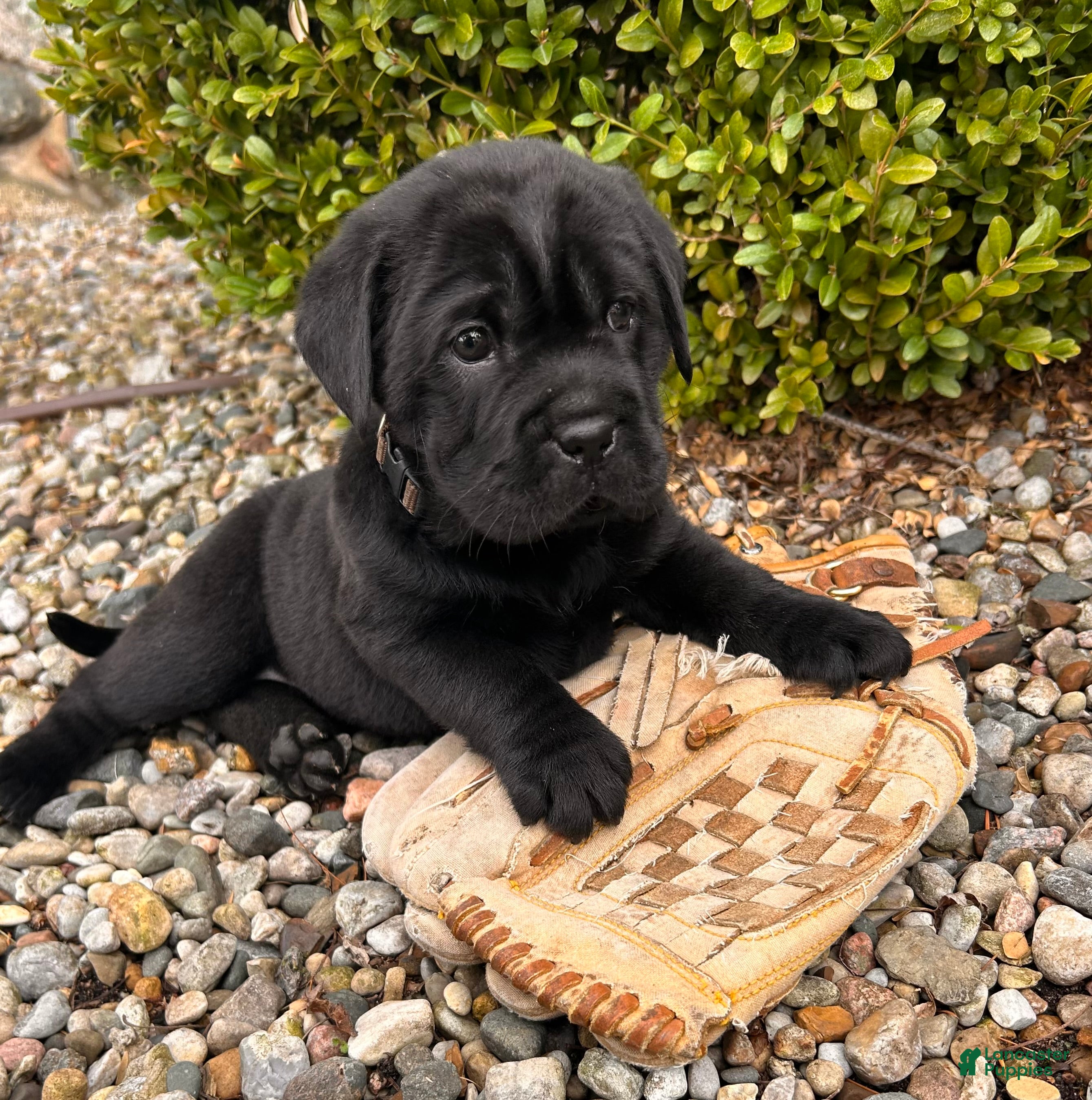 Mini Hippo dogs Infinity - Ad 2