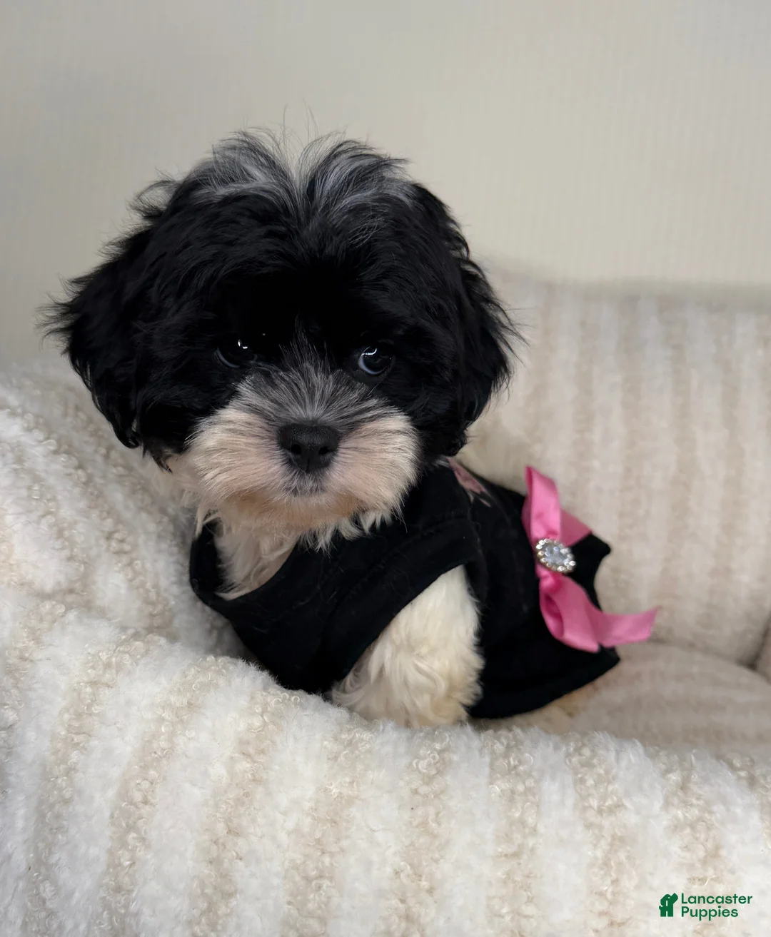 Teddy Bear dogs for sale: Boba - Ad 2