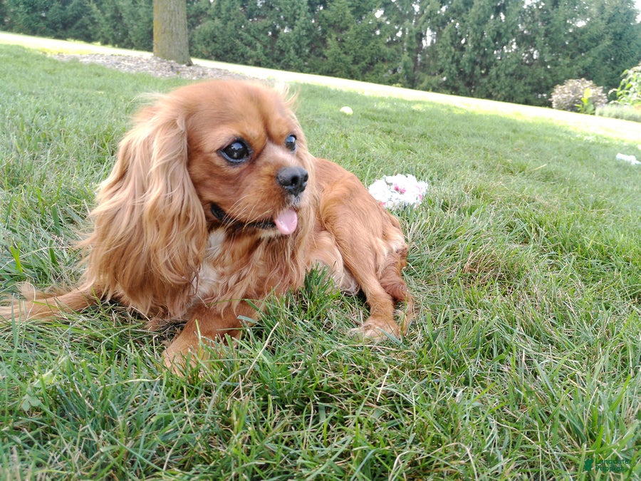 Cavalier King Charles Spaniel dogs Oli - Ad 2