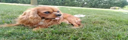 Cavalier King Charles Spaniel dogs for sale: Oli - Ad 2
