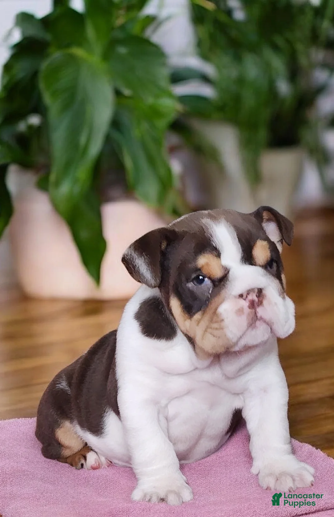 English Bulldog dogs for sale: Health clear Snickers  - Ad 1