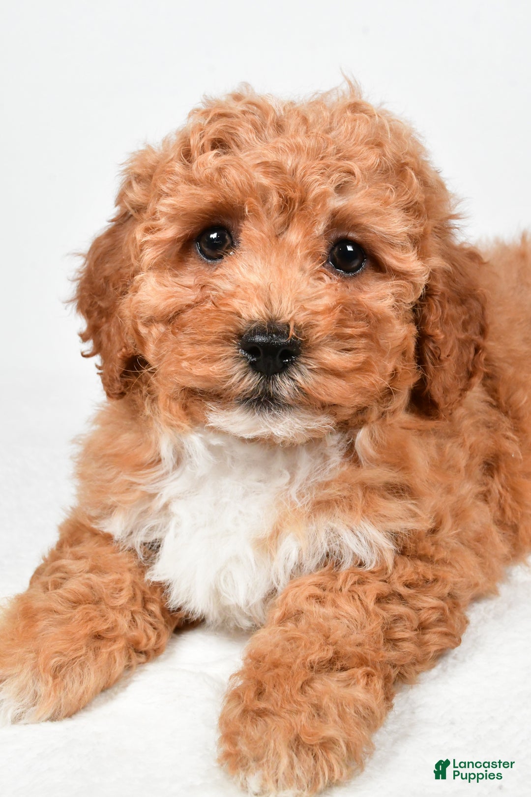 Bichpoo dogs for sale: Buddy - Ad 6