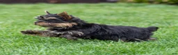 Yorkshire Terrier dogs for sale: Willy Yorkshire Terrier Puppy  - Ad 6