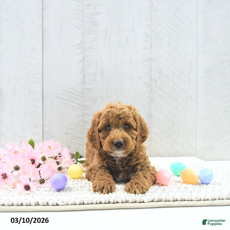 Mini Goldendoodle dogs Ollie - Ad 2
