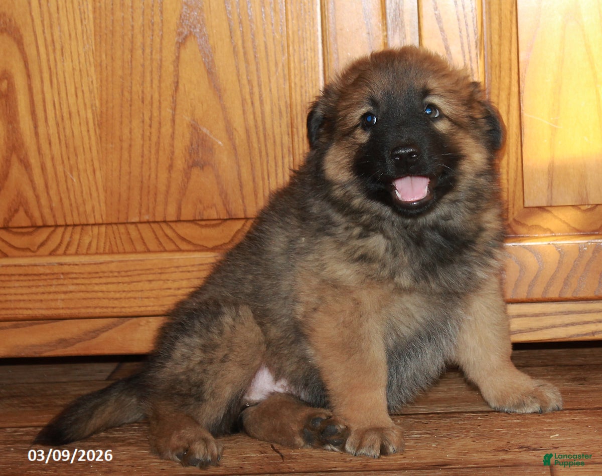 Mixed Breed dogs Timmy - Ad 2