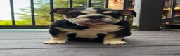 English Bulldog dogs for sale: Raven - Ad 6