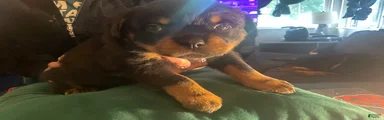 Rottweiler Puppy 6