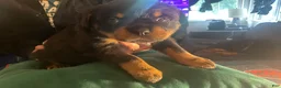 Rottweiler dogs for sale: Rottweiler Puppy 6 - Ad 1