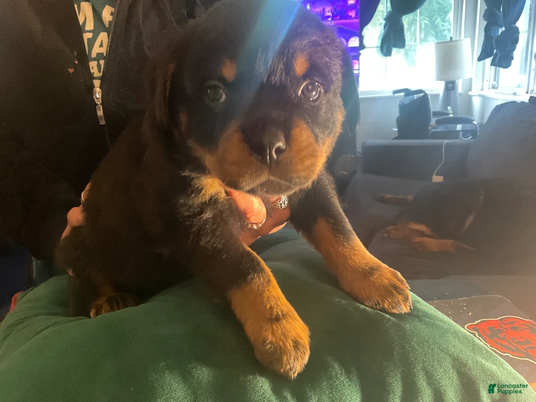 Rottweiler dogs for sale: Rottweiler Puppy 6 - Ad 1