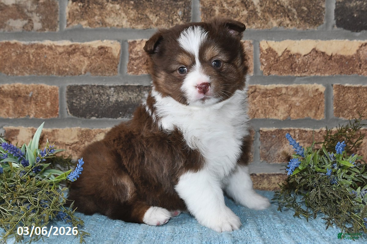 Miniature Australian Shepherd dogs Frances - Ad 1