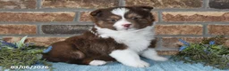 Miniature Australian Shepherd dogs for sale: Frances - Ad 1