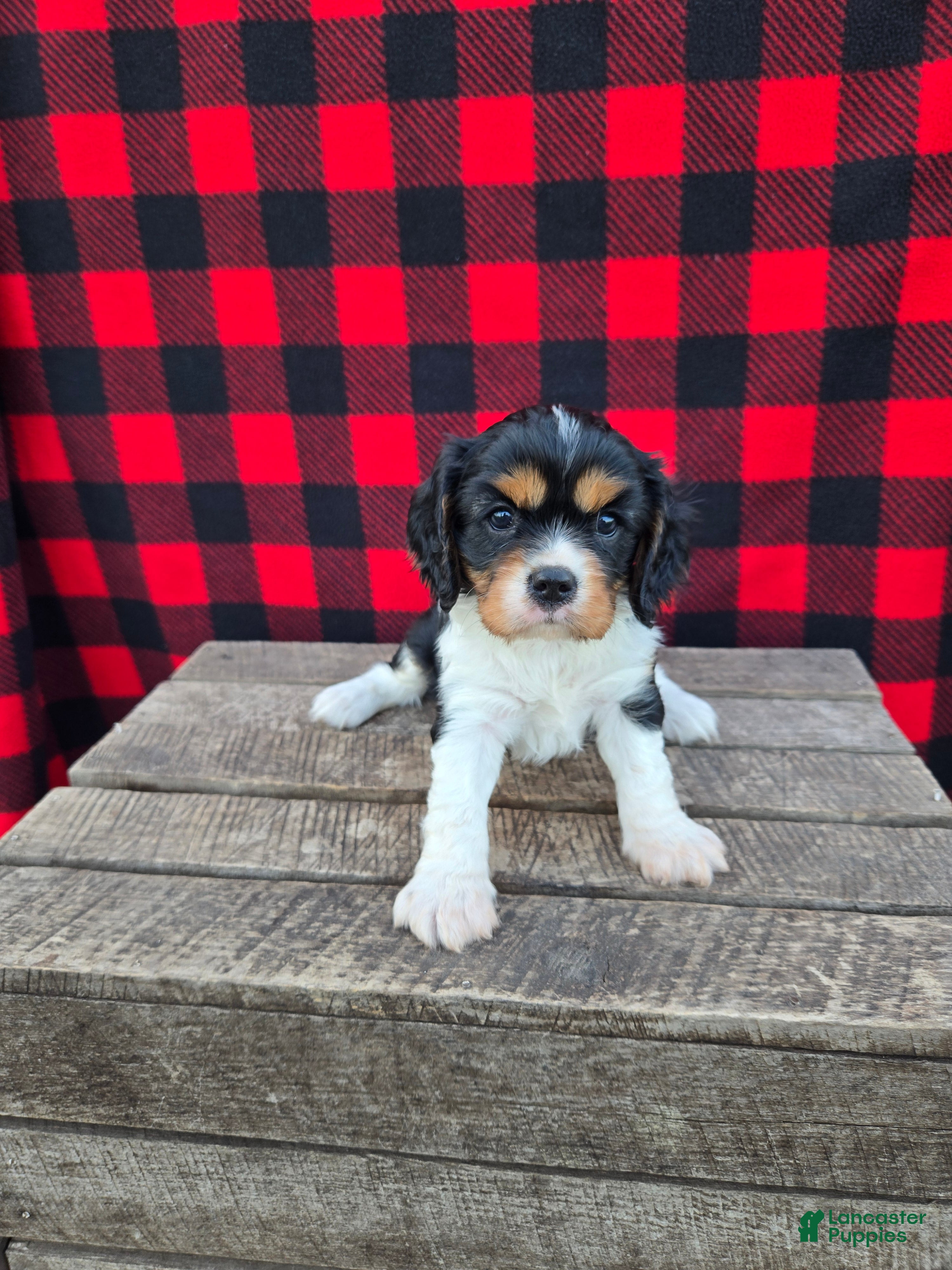 Cavalier King Charles Spaniel dogs Reeses - Ad 2