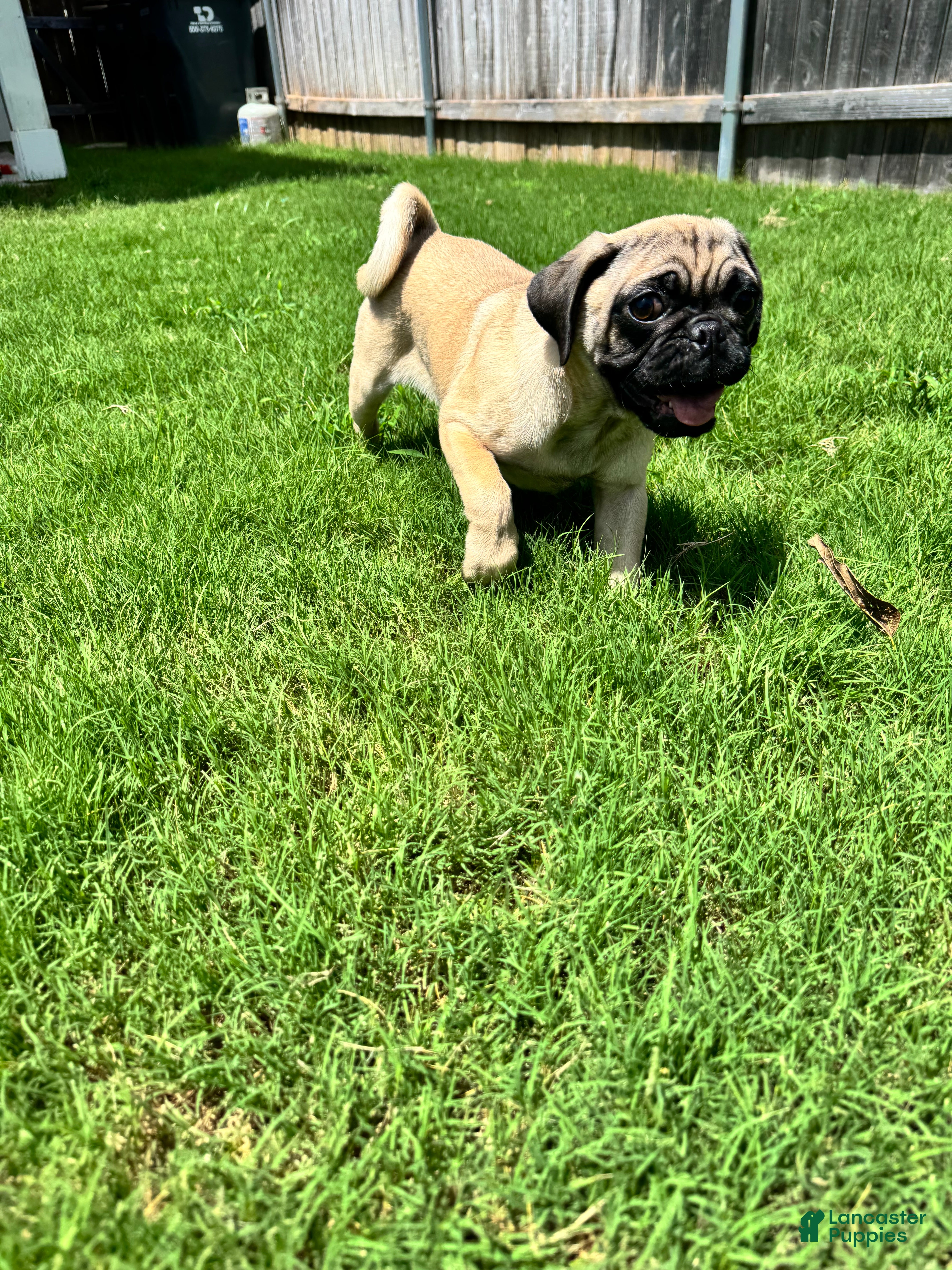 Pug dogs Neno - Ad 1
