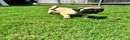 Pug dogs for sale: Neno - Ad 1