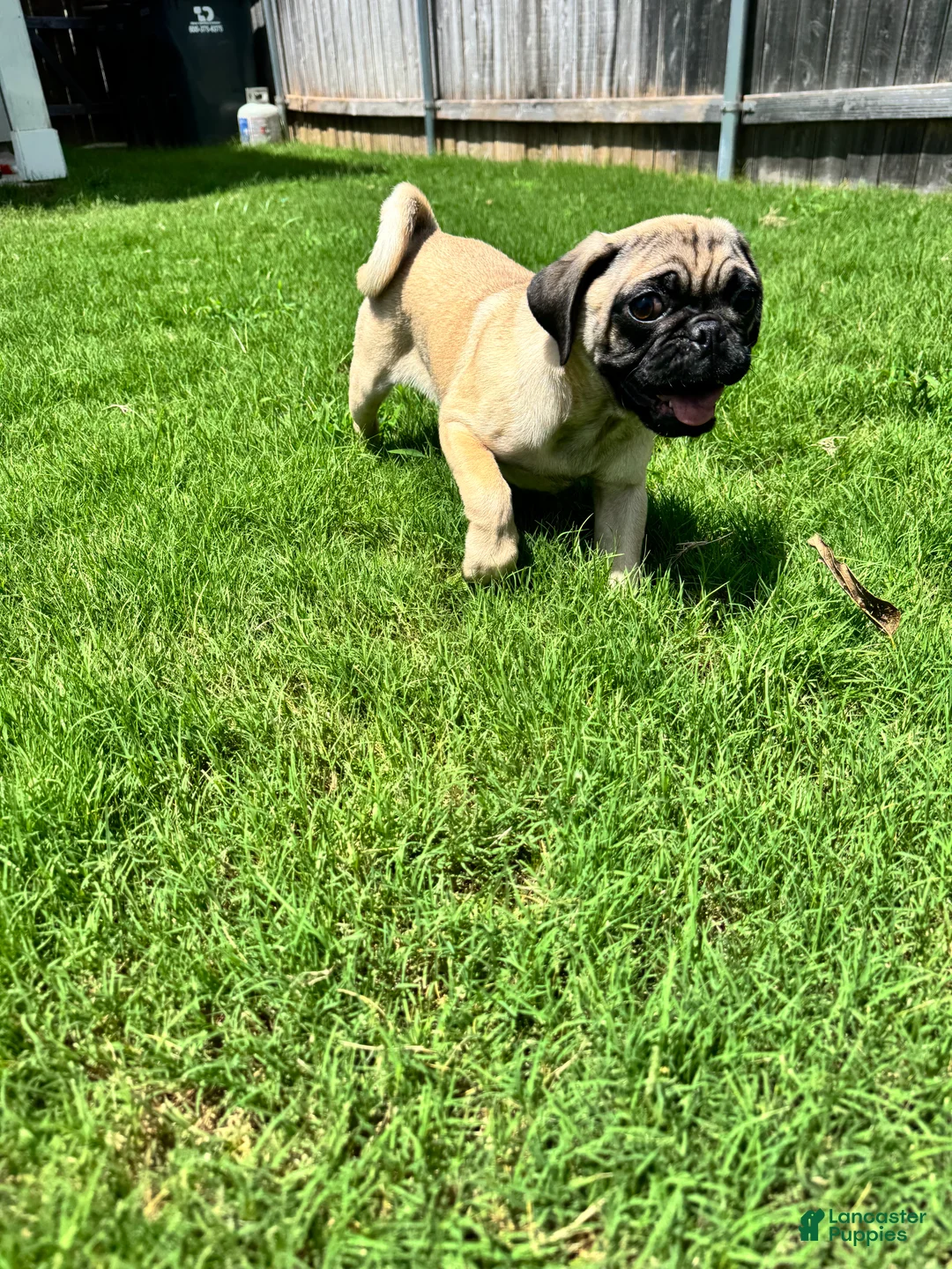 Pug dogs for sale: Neno - Ad 1
